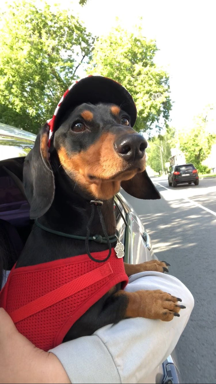 GORRA PARA MASCOTAS PERRO O GATO